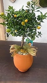 Citrus Colomandina