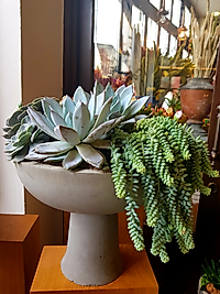 Beton Saksı Tasarım Succulent