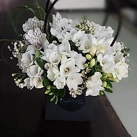 White Freesia