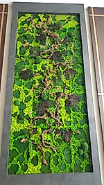 Dikey Yosun Tasarım Paneli