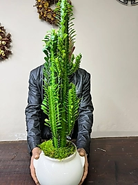 Euphorbia  Sütleğen Bitki