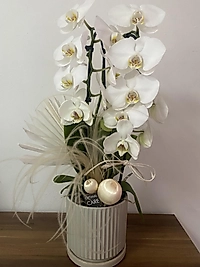 Bellissimo Beyaz Orkide