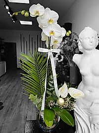 Gümüş Cam Vazoda Çift Dal Orkide