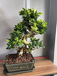 Bonsai Large's
